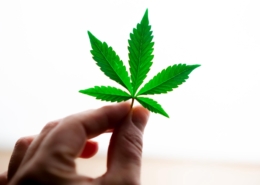 a cannabis leaf