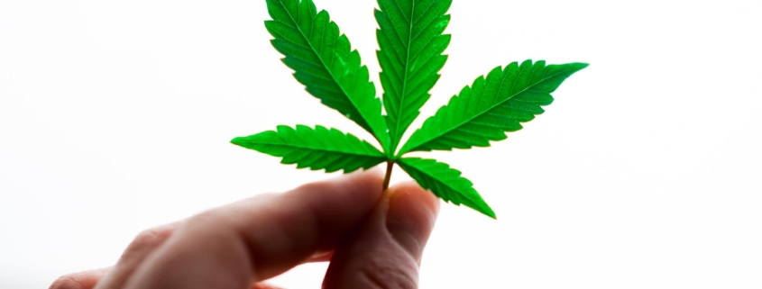 a cannabis leaf