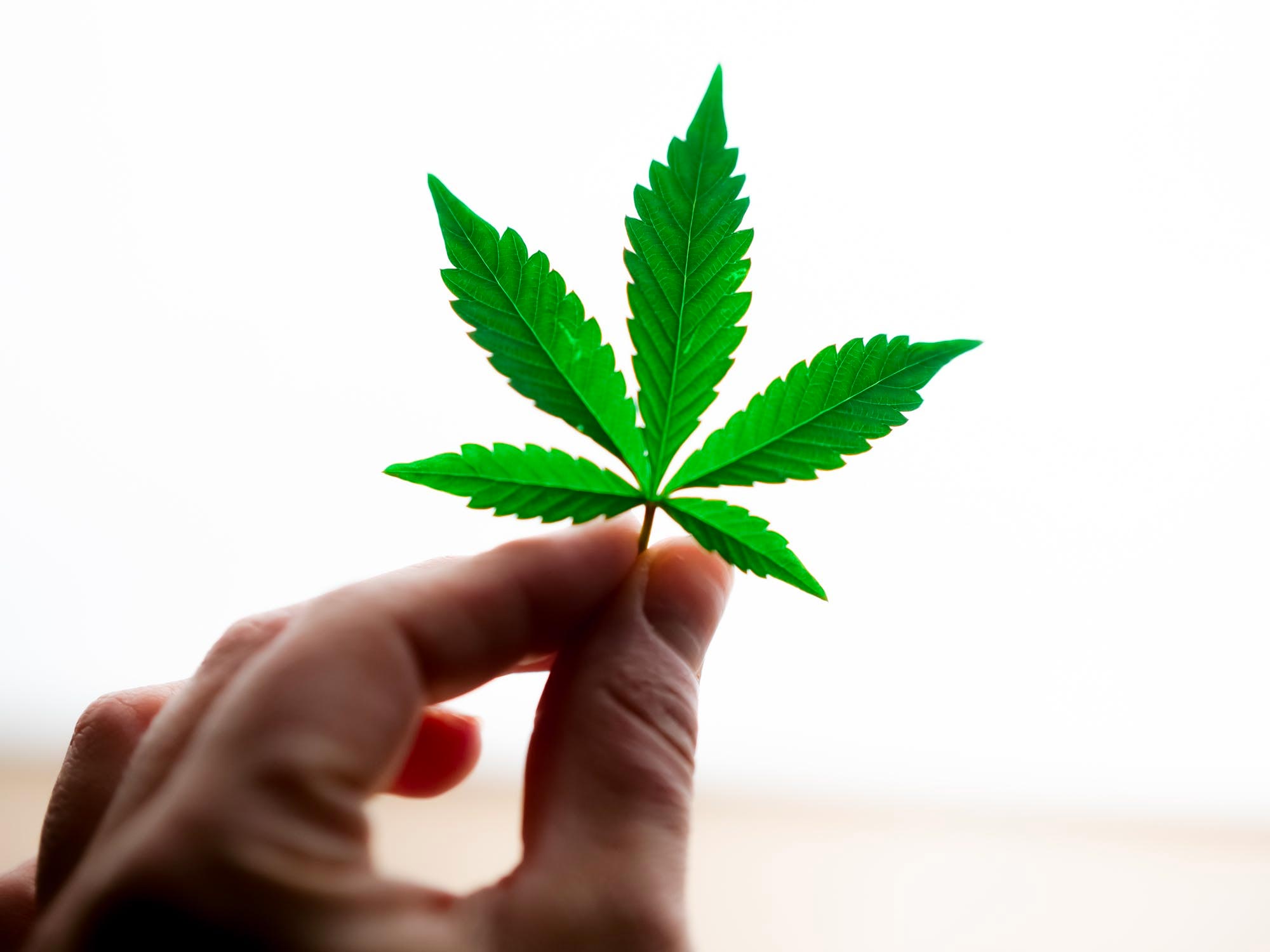a cannabis leaf